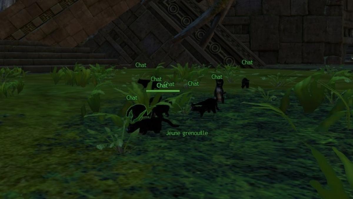 Des chats pour votre instance et votre pavillon